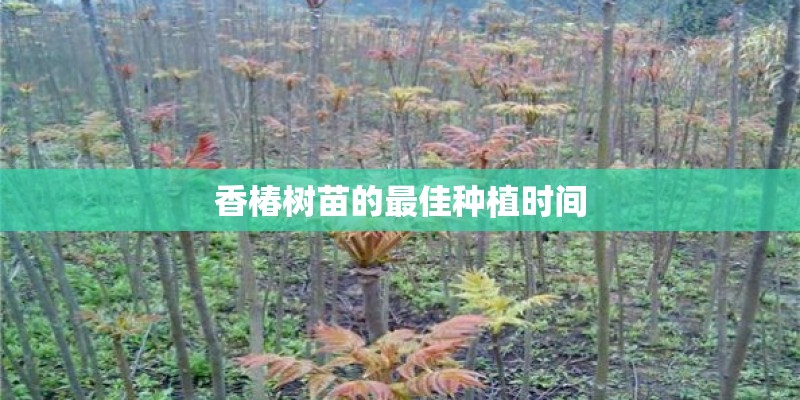 香椿树苗的最佳种植时间