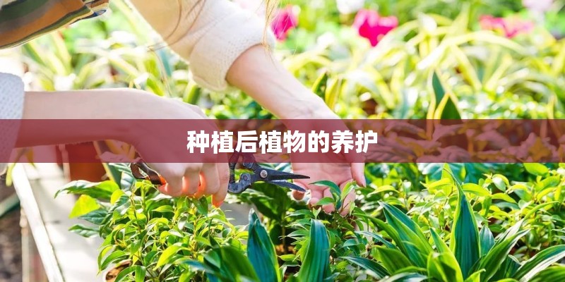种植后植物的养护