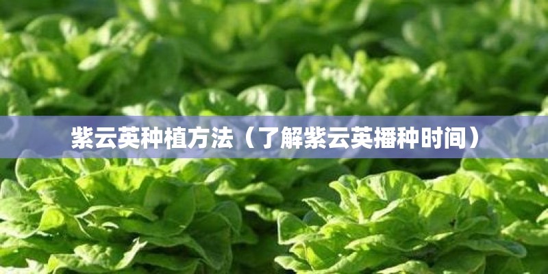 紫云英种植方法（了解紫云英播种时间）