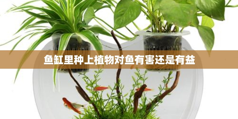 鱼缸里种上植物对鱼有害还是有益