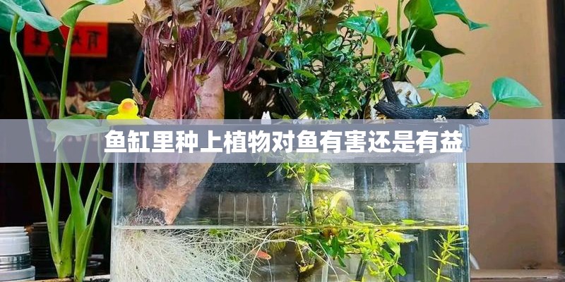 鱼缸里种上植物对鱼有害还是有益