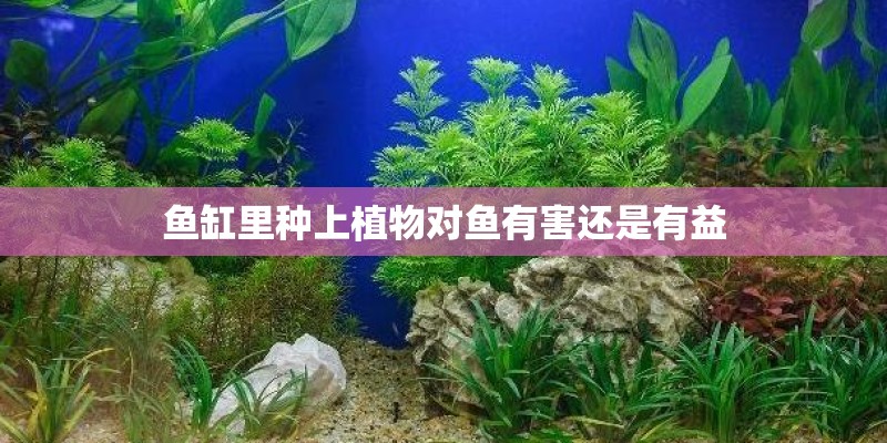 鱼缸里种上植物对鱼有害还是有益