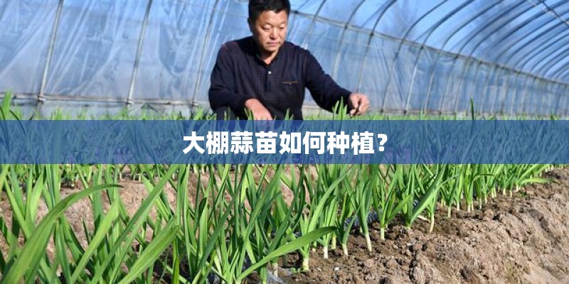 大棚蒜苗如何种植? 大棚蒜苗如何种植?