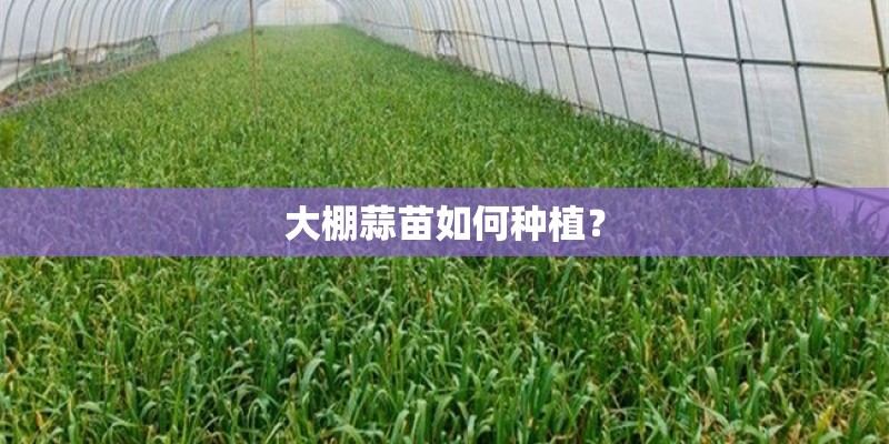 大棚蒜苗如何种植? 大棚蒜苗如何种植?
