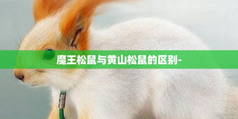 魔王松鼠与黄山松鼠的区别-