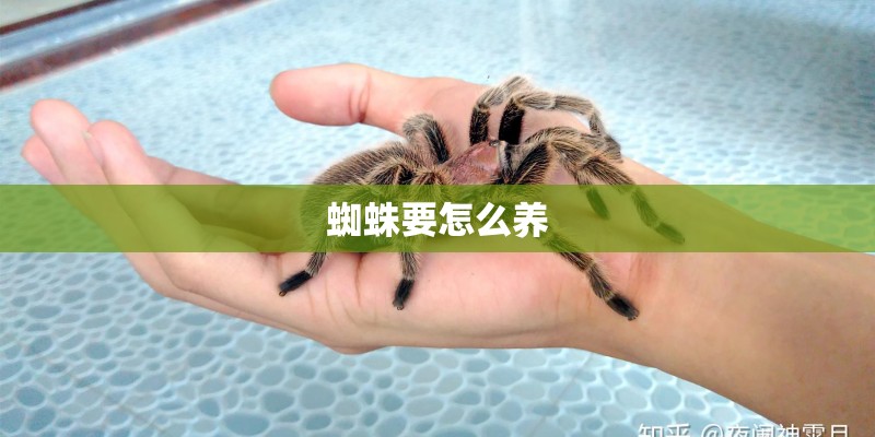 蜘蛛要怎么养