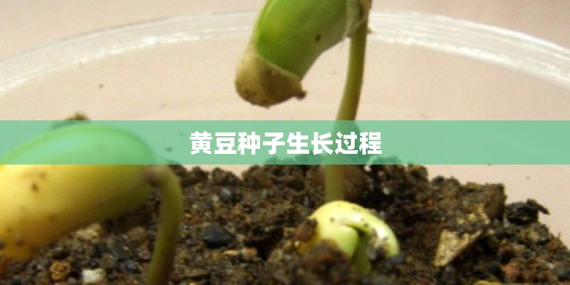 黄豆种子生长过程