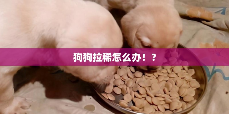 狗狗拉稀怎么办！？