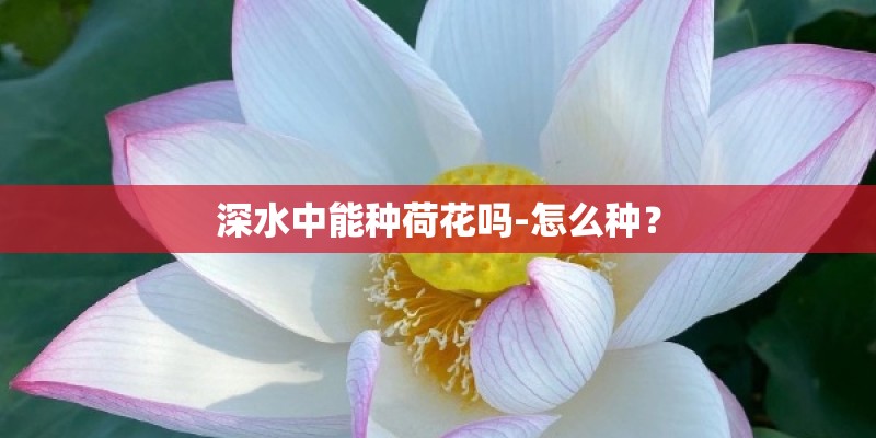深水中能种荷花吗-怎么种？