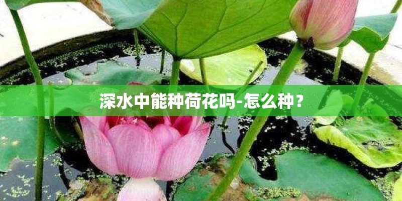 深水中能种荷花吗-怎么种？