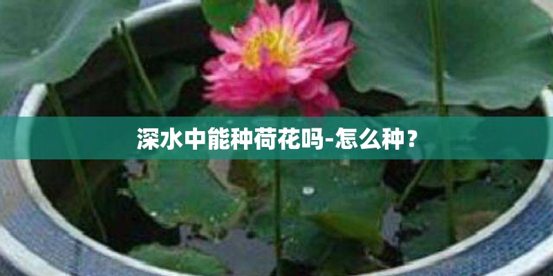 深水中能种荷花吗-怎么种？