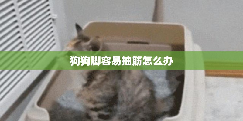 狗狗脚容易抽筋怎么办 狗狗脚容易抽筋怎么办