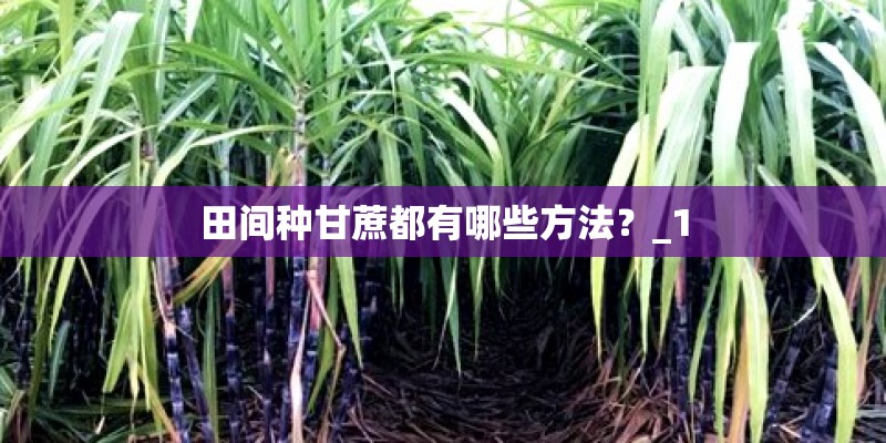 田间种甘蔗都有哪些方法？_1