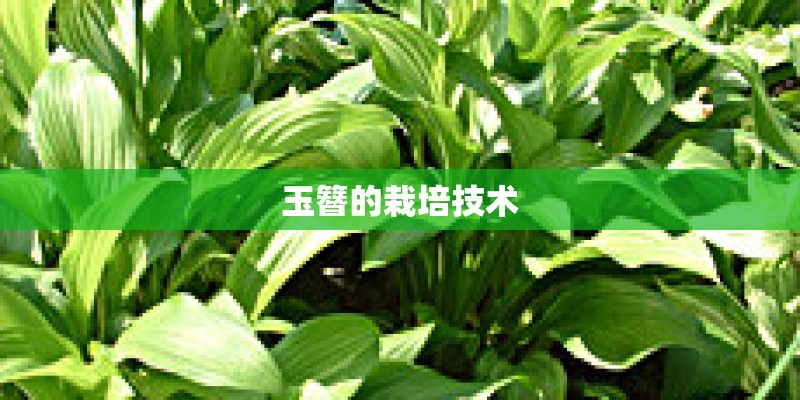 玉簪的栽培技术