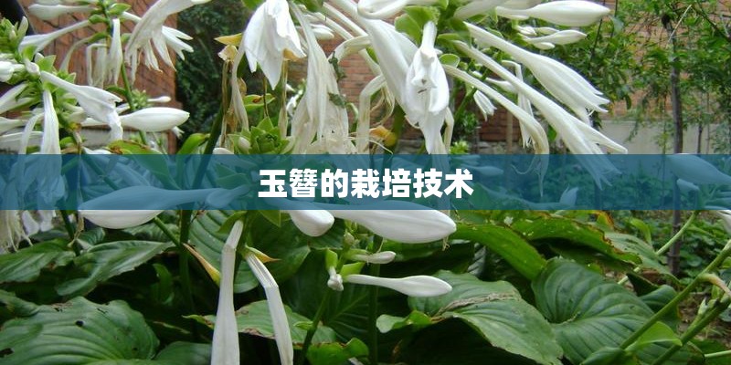 玉簪的栽培技术