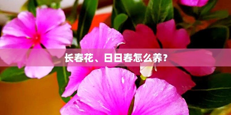 长春花、日日春怎么养？