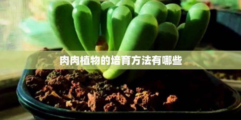 肉肉植物的培育方法有哪些