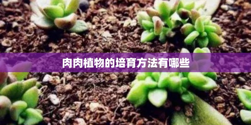 肉肉植物的培育方法有哪些