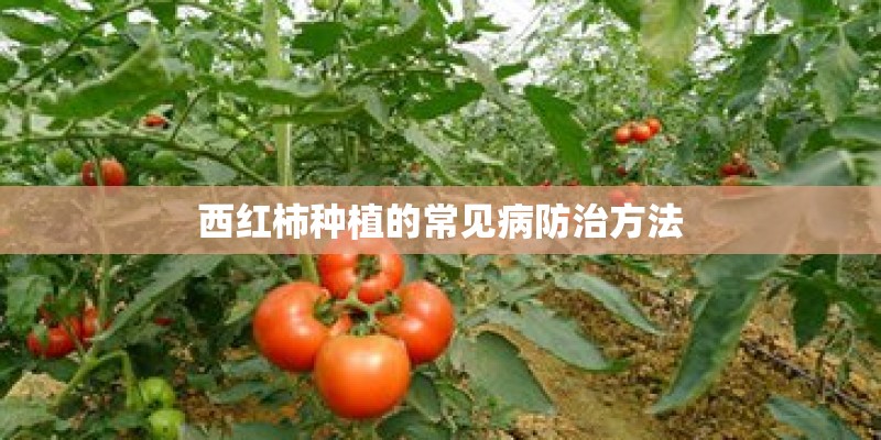 西红柿种植的常见病防治方法