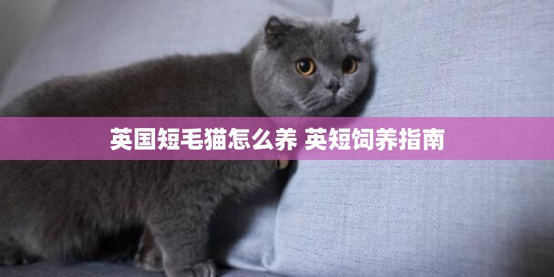 英国短毛猫怎么养 英短饲养指南