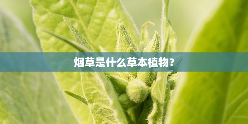 烟草是什么草本植物？