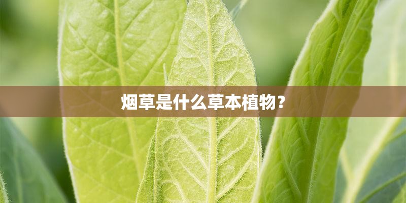 烟草是什么草本植物？
