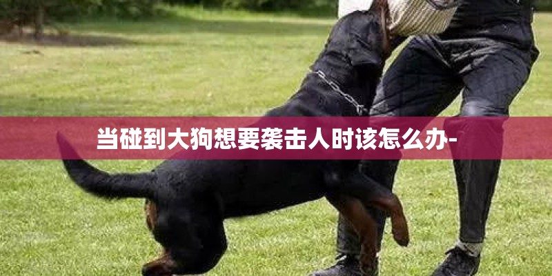 当碰到大狗想要袭击人时该怎么办-