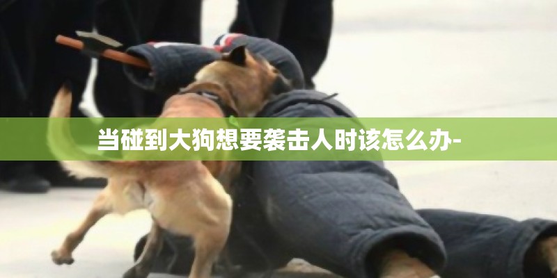 当碰到大狗想要袭击人时该怎么办-