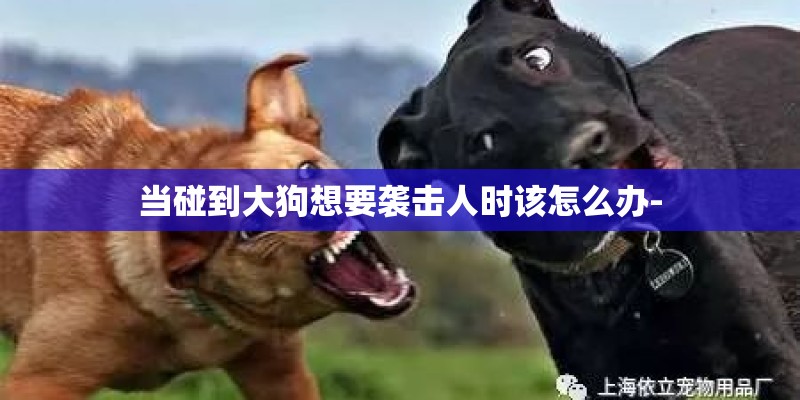 当碰到大狗想要袭击人时该怎么办-