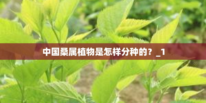 中国桑属植物是怎样分种的？_1