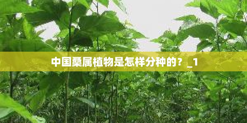 中国桑属植物是怎样分种的？_1