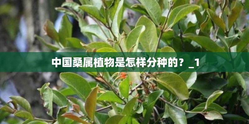 中国桑属植物是怎样分种的？_1