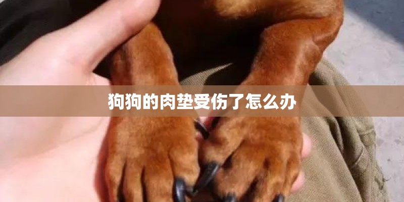 狗狗的肉垫受伤了怎么办