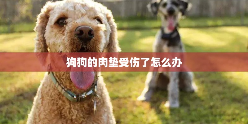 狗狗的肉垫受伤了怎么办