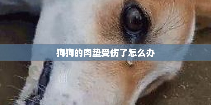 狗狗的肉垫受伤了怎么办