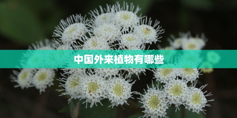 中国外来植物有哪些