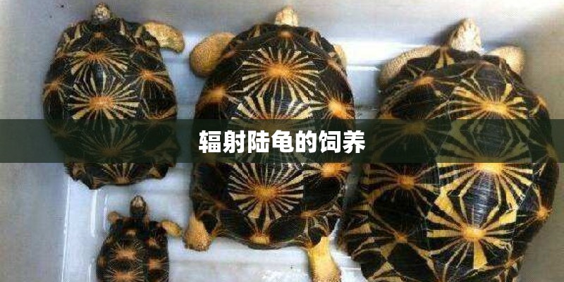 辐射陆龟的饲养