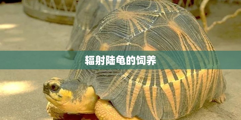 辐射陆龟的饲养