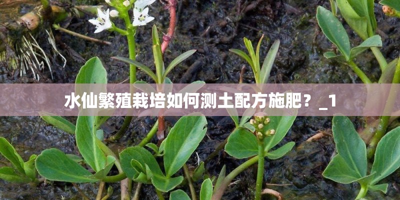 水仙繁殖栽培如何测土配方施肥？_1