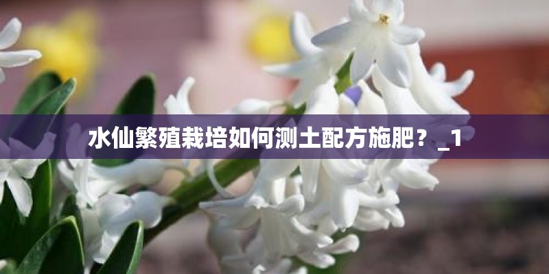 水仙繁殖栽培如何测土配方施肥？_1