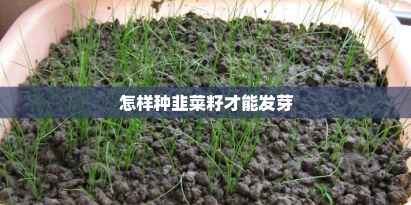怎样种韭菜籽才能发芽