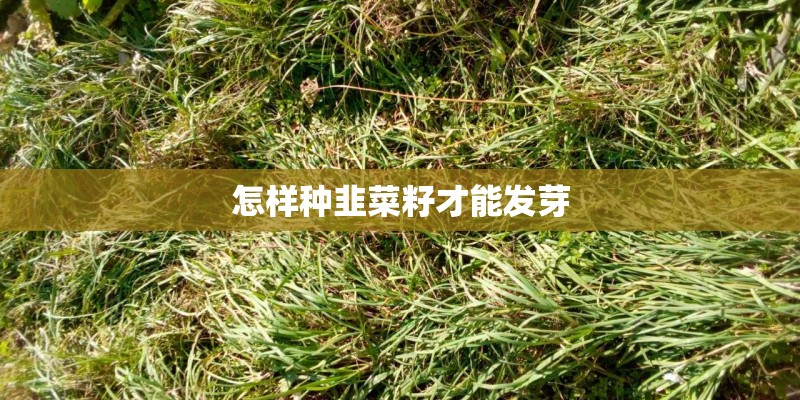 怎样种韭菜籽才能发芽