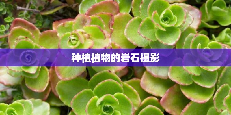 种植植物的岩石摄影