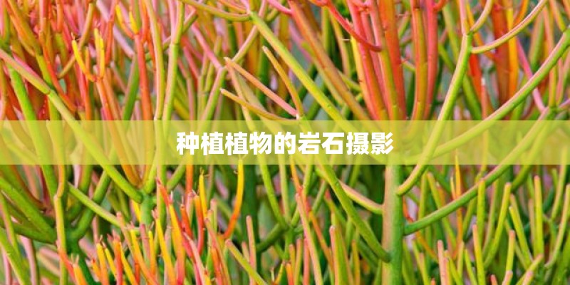 种植植物的岩石摄影