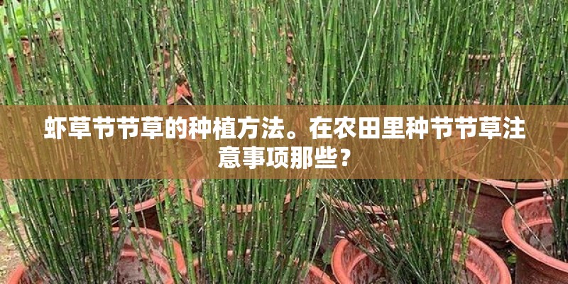 虾草节节草的种植方法。在农田里种节节草注意事项那些？