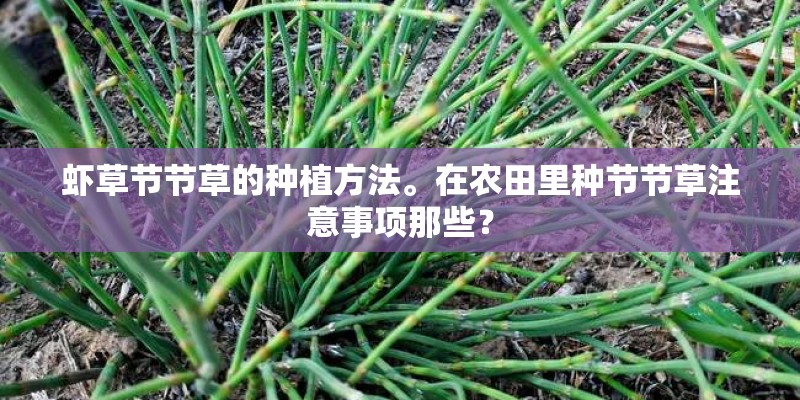 虾草节节草的种植方法。在农田里种节节草注意事项那些？
