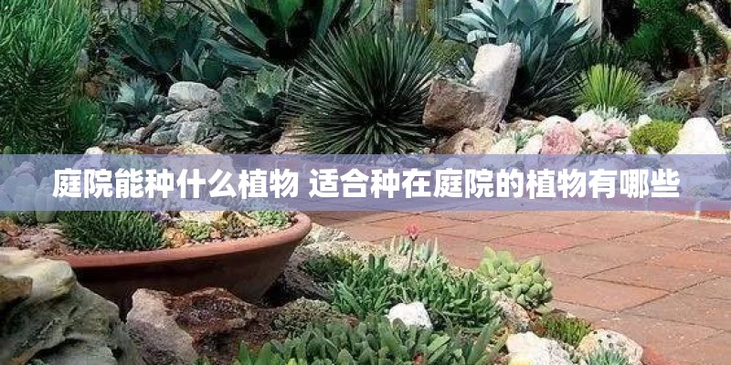 庭院能种什么植物 适合种在庭院的植物有哪些