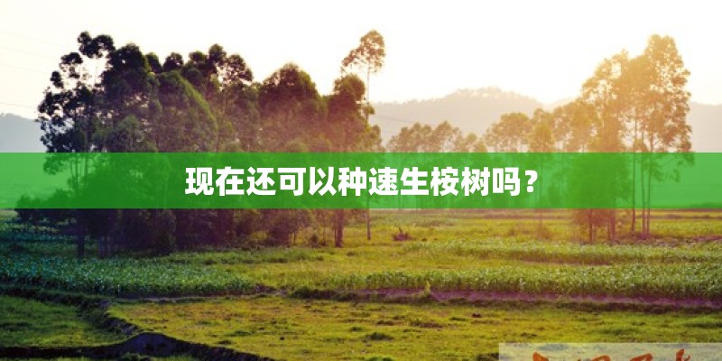 现在还可以种速生桉树吗？