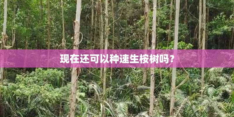 现在还可以种速生桉树吗？