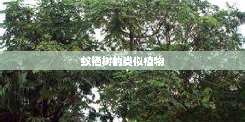 蚁栖树的类似植物